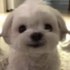 rummywummy Twitch profile