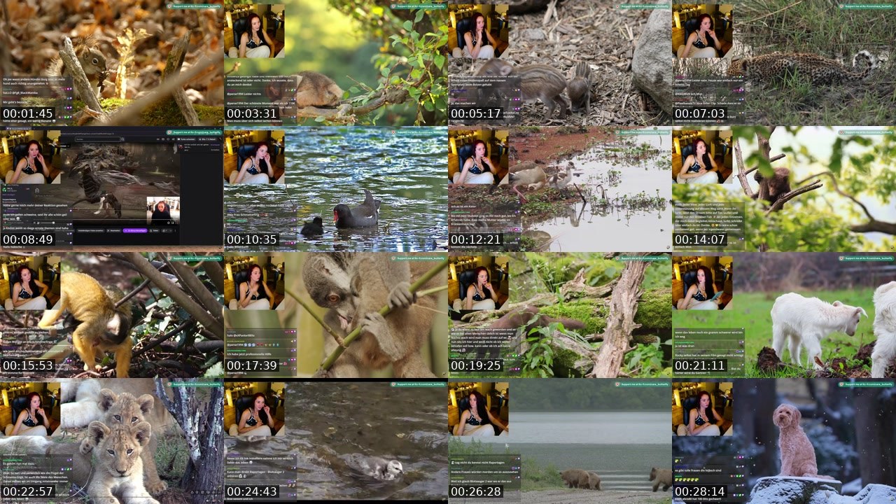 Contact-sheet preview of cara_butterfly's Twitch recording