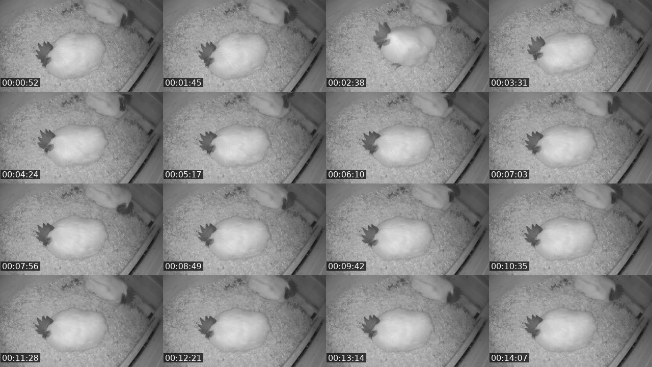 Contact-sheet preview of CassadarGoesRawr's Twitch recording