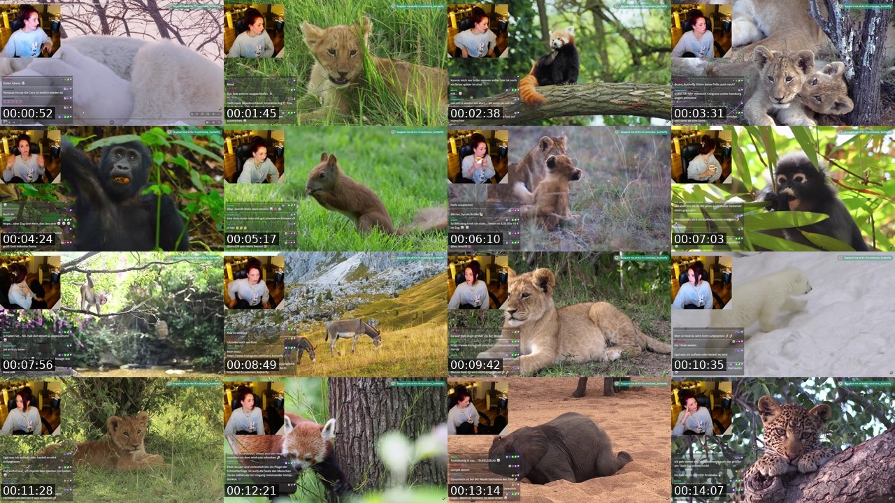 Contact-sheet preview of cara_butterfly's Twitch recording