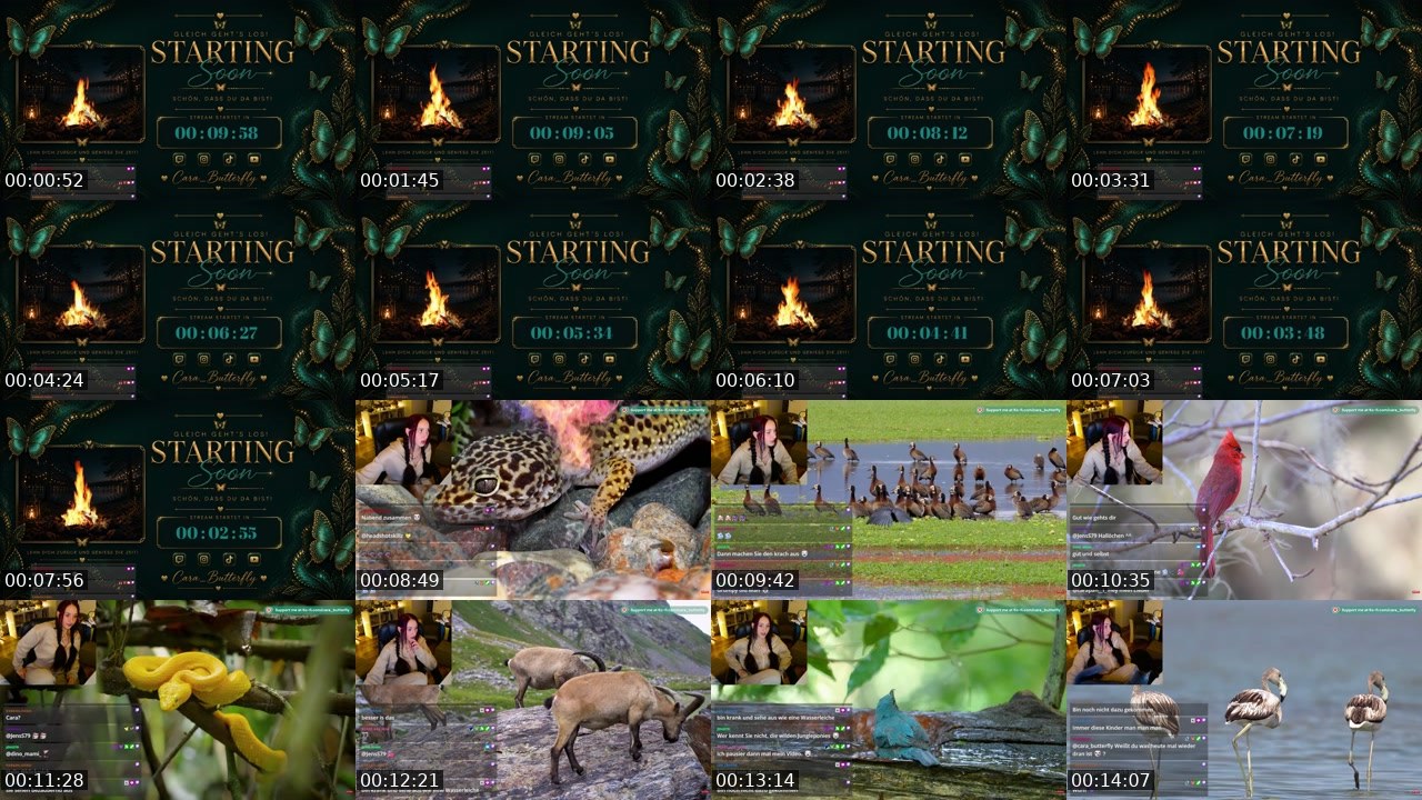 Contact-sheet preview of cara_butterfly's Twitch recording