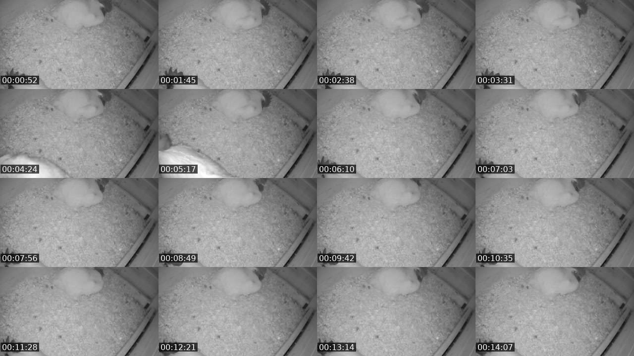 Contact-sheet preview of CassadarGoesRawr's Twitch recording