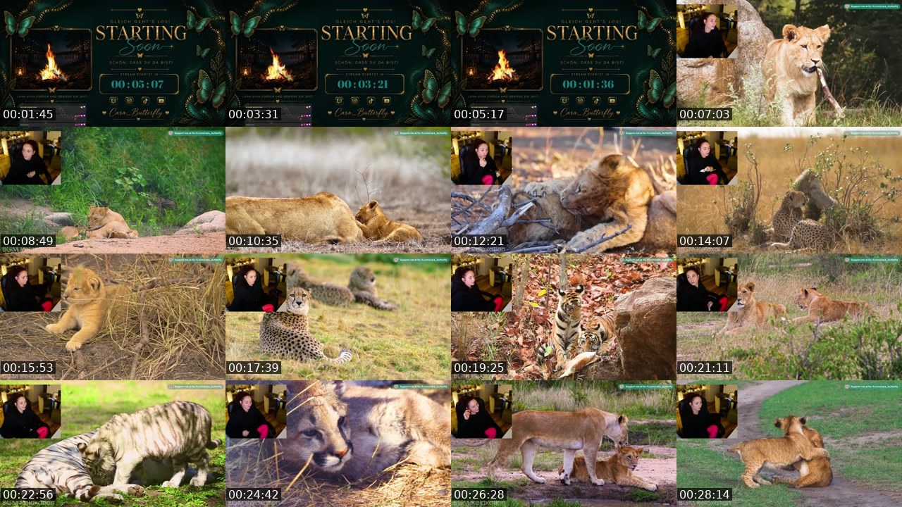 Contact-sheet preview of cara_butterfly's Twitch recording