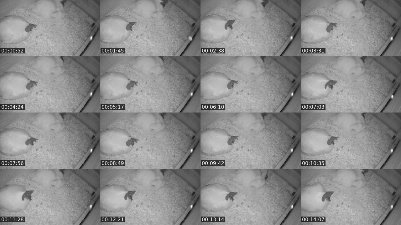 Contact-sheet preview of CassadarGoesRawr's Twitch recording